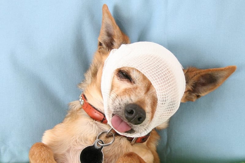 Head Harm in Canine – Signs